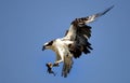 Osprey landing Royalty Free Stock Photo