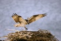 Osprey Landing Royalty Free Stock Photo