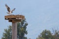 Osprey landing Royalty Free Stock Photo