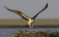 Osprey Royalty Free Stock Photo