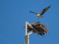 The Osprey is Landing Royalty Free Stock Photo