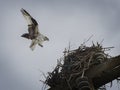 Osprey Landing at Nest Royalty Free Stock Photo