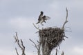 Osprey Landing on Nest Royalty Free Stock Photo