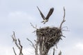 Osprey Landing on Nest after Hunting Royalty Free Stock Photo