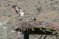 Osprey Landing on Nest with Mate Royalty Free Stock Photo