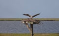 Osprey landing on nest with mate Royalty Free Stock Photo