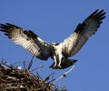 Osprey Landing in Nest Wings Out