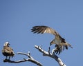 Osprey landing on a snag near her mate Royalty Free Stock Photo