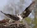 Osprey landing to the nest, Quebec Royalty Free Stock Photo