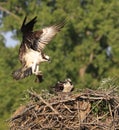 Osprey landing to the nest Royalty Free Stock Photo