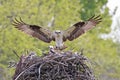 Osprey landing to the nest, Quebec Royalty Free Stock Photo
