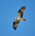 Osprey with Large Trout Royalty Free Stock Photo