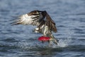 Osprey lifts off from water with salmon. Royalty Free Stock Photo