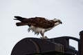 Osprey on a Light Pole