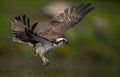Osprey looking for a Fish Royalty Free Stock Photo