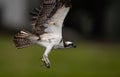 Osprey looking for a Fish Royalty Free Stock Photo