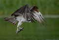 Osprey in Maine Royalty Free Stock Photo