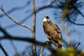 Osprey Making Direct Eye Contact While Perched High in the Tree Royalty Free Stock Photo