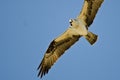Osprey Making Eye Contact While Hunting on the Wing in a Blue Sky Royalty Free Stock Photo