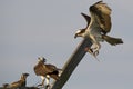 Osprey Male Brings Fish to Nest While Female and Chick Look On