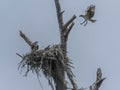 Osprey Mates Meeting in their Nest Royalty Free Stock Photo