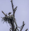 Osprey Mates Meeting Together in their Nest Royalty Free Stock Photo