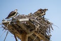 Osprey Mates and Two Little Nestlings