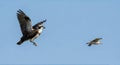 Osprey in mid-flight with wings spread, observed by another bird against a clear sky backdrop Royalty Free Stock Photo