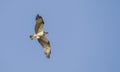 The osprey or more specifically the western osprey (Pandion haliaetus)