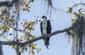 Osprey on a moss covered branch watching below Royalty Free Stock Photo