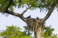 Osprey nest