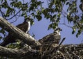 Osprey nest With Adolesent Chic Royalty Free Stock Photo