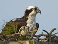 Osprey in Nest Box Royalty Free Stock Photo