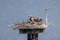 Osprey nest with chicks Royalty Free Stock Photo