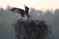 Osprey on Nest in Cow Island in The Atchafalaya Basin