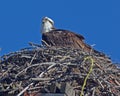 Osprey In Nest Royalty Free Stock Photo