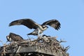 Osprey nest J.N. "Ding" Darling National Wildlife Refuge USA