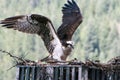 Osprey in Nest