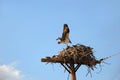 Osprey Nest Royalty Free Stock Photo