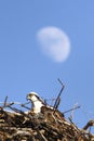 Osprey in Nest with Moon Royalty Free Stock Photo