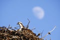 Osprey in Nest with Moon - Copy Space Hotizontal Royalty Free Stock Photo