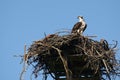 Osprey in nest, Pandion haliaetus. Royalty Free Stock Photo