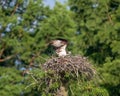Osprey on the nest. Pandion haliaetus. Royalty Free Stock Photo
