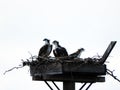 3 Osprey in nest platform over Cayuga Lake