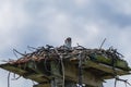 Osprey in Nest on Platform Royalty Free Stock Photo