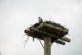 Osprey and Nest platform on top of a hydro pole Royalty Free Stock Photo