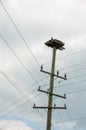 Osprey and Nest platform on top of a hydro pole Royalty Free Stock Photo