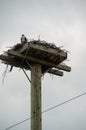 Osprey and Nest platform on top of a hydro pole Royalty Free Stock Photo