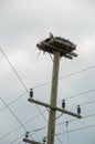 Osprey and Nest platform on top of a hydro pole Royalty Free Stock Photo