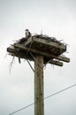 Osprey and Nest platform on top of a hydro pole Royalty Free Stock Photo